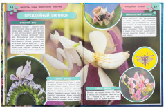 Энциклопедия для детей «Аксолотль. Самые удивительные животные» - Фото 4