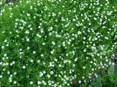 Мшанка шиловидная «Сюрприз» - Фото 1