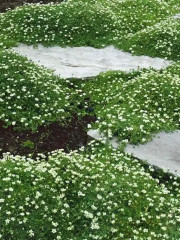 Мшанка шиловидная «Сюрприз» - Фото 2