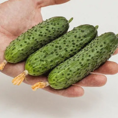 Семена огурца «Шоша F1» - Фото 2