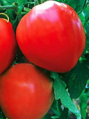 Семена томата «Бычье сердце компакт» - Фото 1