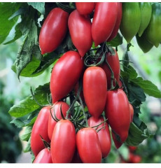 Семена томата «Дамский угодник» - Фото 2