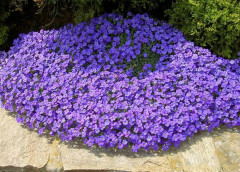 Семена обриеты «Живой ковер смесь» - Фото 3