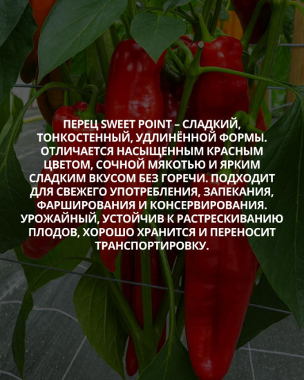 Колекционные семена перца «Свит поинт»