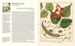 Выдающиеся растения,которые изменили нашу жизнь - Фото 4