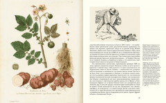 Выдающиеся растения,которые изменили нашу жизнь - Фото 6