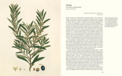 Выдающиеся растения,которые изменили нашу жизнь - Фото 8