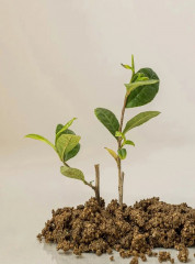 Сыворотка для лица успокаивающая с зелёным чаем и пантенолом «Calming Serum: Green tea+Panthenol» - Фото 3