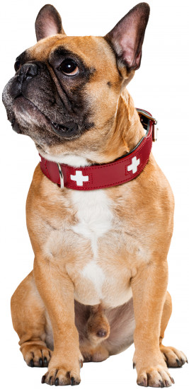 Ошейник для собак «Swiss»