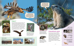 Яркий мир животных - Фото 1