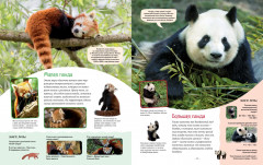 Яркий мир животных - Фото 5