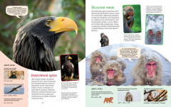 Яркий мир животных - Фото 6