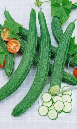 Семена огурца «Крокодил F1»