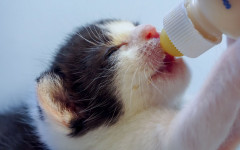 Бутылочка с соской для новорожденных котят и щенков - Фото 2