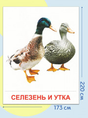 Птицы домашние и декоративные. 16 демонстрационных картинок с текстом - Фото 1