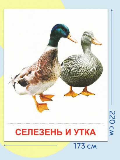 Птицы домашние и декоративные. 16 демонстрационных картинок с текстом