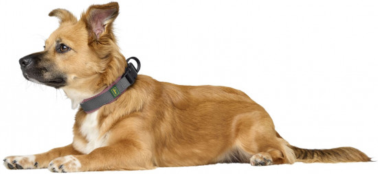 Ошейник для собак «Maldon»