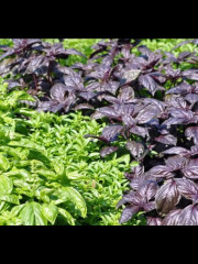 Семена базилика «Смесь лучших сортов» - Фото 1