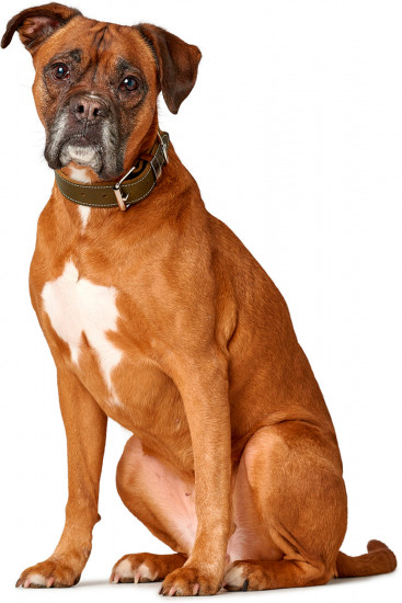 Ошейник для собак «Aalborg Special»