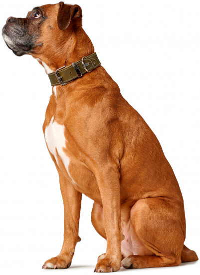 Ошейник для собак «Aalborg Special»