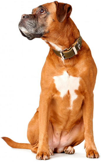 Ошейник для собак «Aalborg Special»