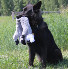 Игрушка-пищалка для собак мягкая «Енот» - Фото 2