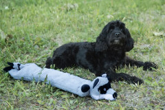 Игрушка-пищалка для собак мягкая «Енот» - Фото 3