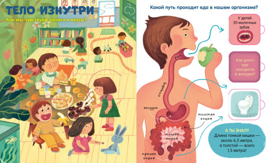Тело человека. Книжка с окошками