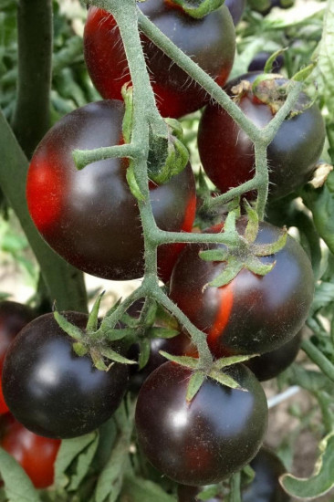 Колекционные семена томата «Блюз Бандоля»