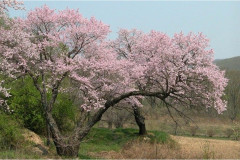 Семена «Абрикос манчжурский Розовая дымка. Prunus mandschurica» - Фото 1