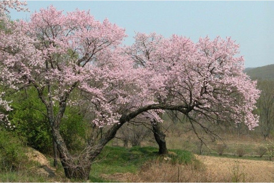 Семена «Абрикос манчжурский Розовая дымка. Prunus mandschurica»