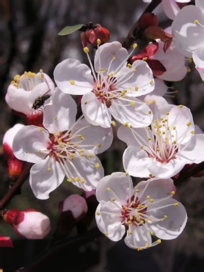 Семена «Абрикос манчжурский Розовая дымка. Prunus mandschurica»
