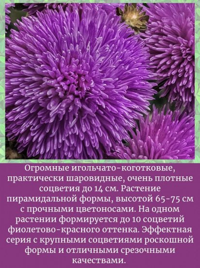Семена «Астра Гигант виолет»