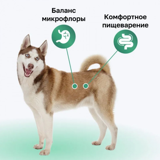 Сухой корм для собак с лососем, фруктами и овощами