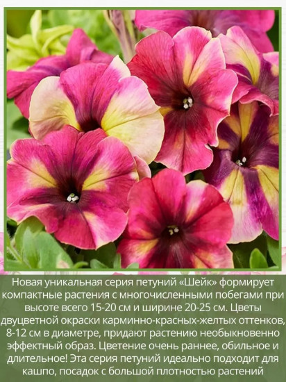Семена «Петуния Шейк Распберри F1»