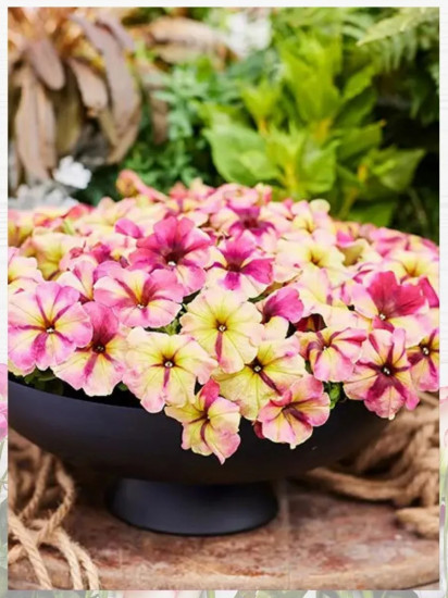 Семена «Петуния Шейк Строуберри F1»