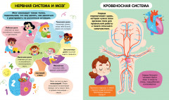 Тело человека - Фото 1