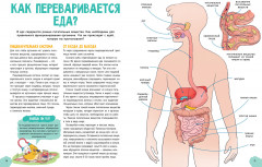 Невероятное тело человека - Фото 5