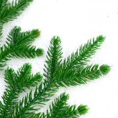 Набор веток декоративных - Фото 2