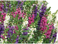 Ангелония узколистная, смесь сортов «Серенита F1» - Фото 1