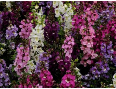 Ангелония узколистная, смесь сортов «Серенита F1» - Фото 3