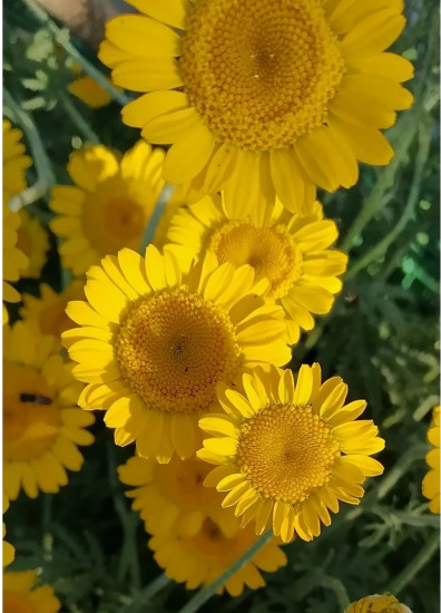 Антемис «Золотая ромашка»