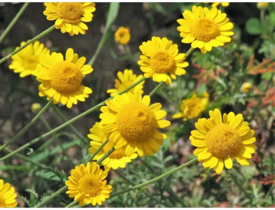 Антемис «Золотая ромашка»