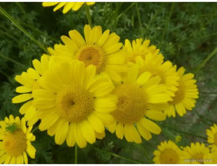 Антемис «Золотая ромашка» - Фото 3