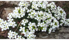 Арабис альпийский «Белоснежный» - Фото 1