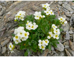 Арабис альпийский «Белоснежный» - Фото 3