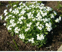 Арабис альпийский «Белоснежный» - Фото 4
