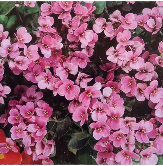 Арабис альпийский «Розовый крупноцветковый»