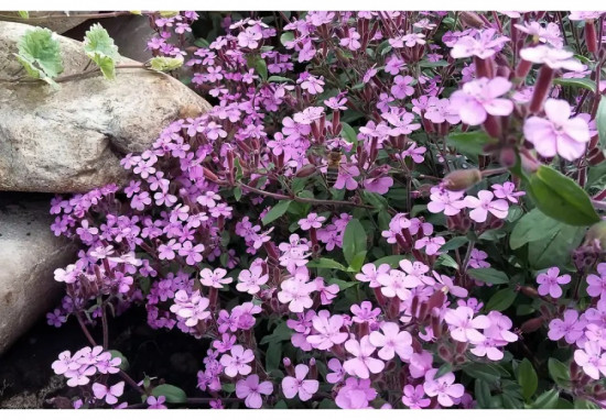Арабис альпийский «Розовый крупноцветковый»