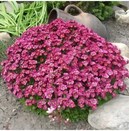 Арабис альпийский «Розовый крупноцветковый»